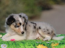 puppies