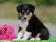 puppies