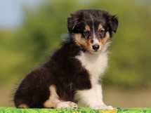 puppies