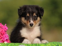 puppies