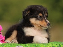 puppies