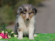 puppies