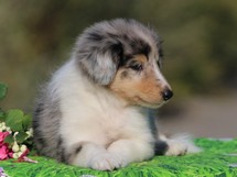 puppies