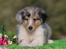 puppies