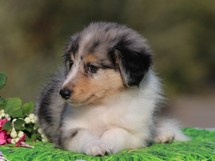 puppies