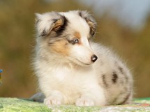 puppies