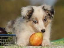 puppies