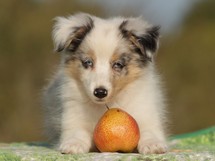 puppies