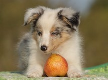 puppies