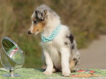 puppies