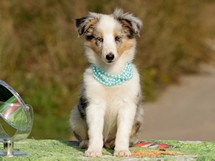puppies