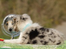 puppies