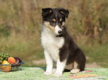 puppies