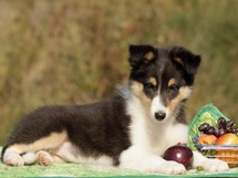 puppies