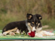 puppies