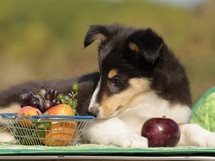 puppies