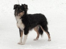 puppies
