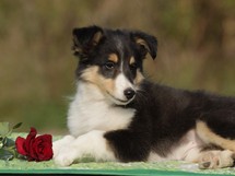 puppies