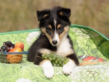 puppies