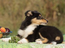 puppies