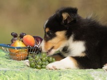 puppies