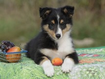 puppies