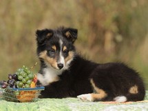 puppies