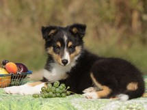puppies