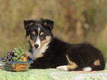 puppies