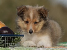 puppies