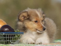 puppies