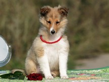 puppies