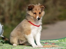 puppies