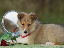 puppies