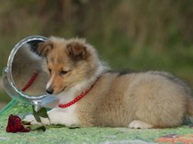 puppies