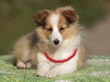 puppies