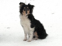 puppies