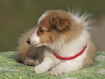 puppies