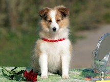 puppies