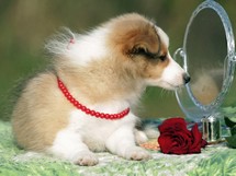 puppies
