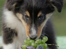puppies