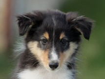 puppies