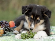 puppies