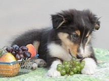 puppies