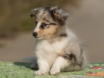 puppies