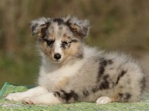 puppies