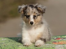 puppies