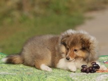 puppies