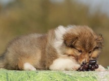 puppies