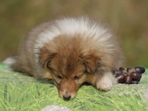 puppies